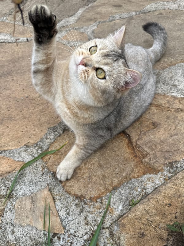 Cat enjoys morning playtime across patio and garden surfaces