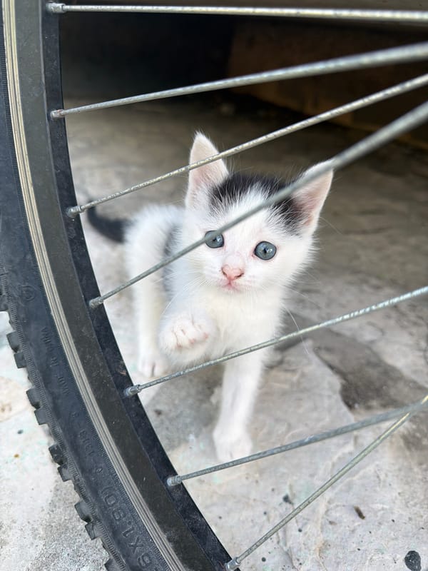 Kitten spotted behind bicycle wheel in Montenegro village