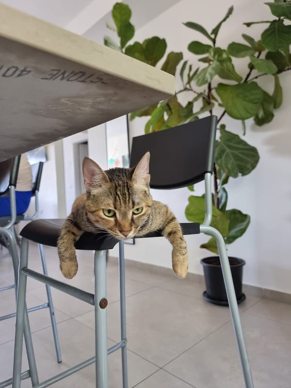 Tabby cat enjoys breakfast time in Ramat Gan kitchen