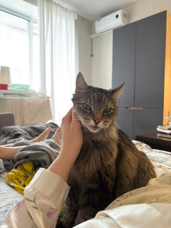 Morning cat cuddles captured in Russian home