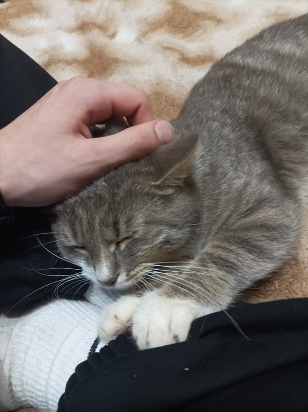 Tabby Cat Enjoys Gentle Petting Session in Semyonov