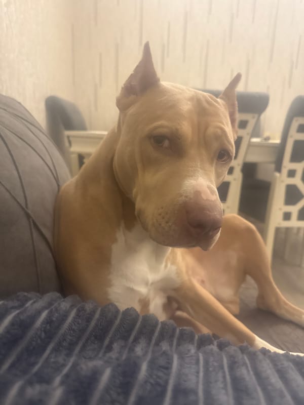 Pit bull lounging on a couch in a Metsamor home