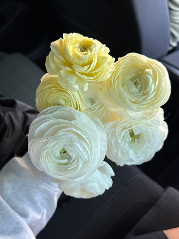 Ranunculus bouquet photographed inside car in Belgrade morning