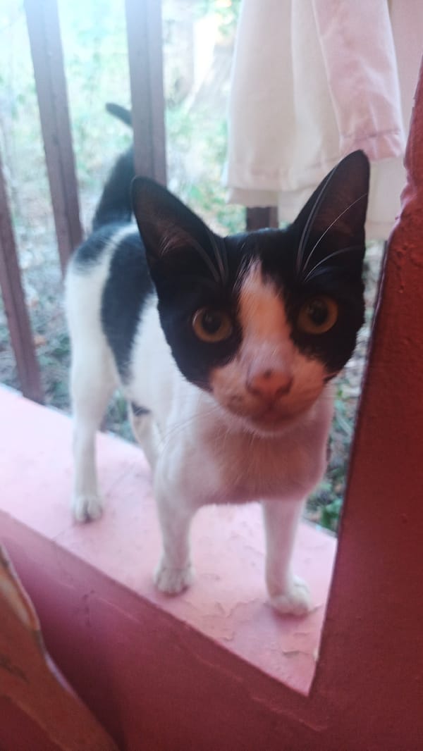 Cat spotted on pink ledge in La Tagua, Venezuela