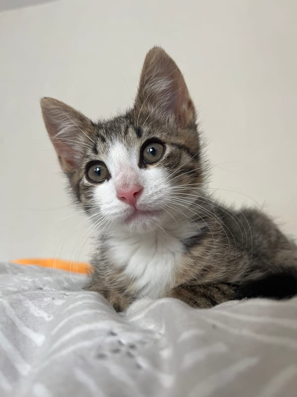 Close-up of a wide-eyed tabby kitten in Saint Petersburg