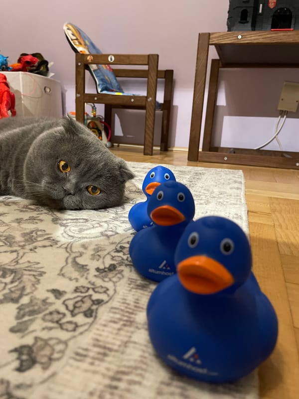 Scottish Fold cat observes rubber ducks indoors