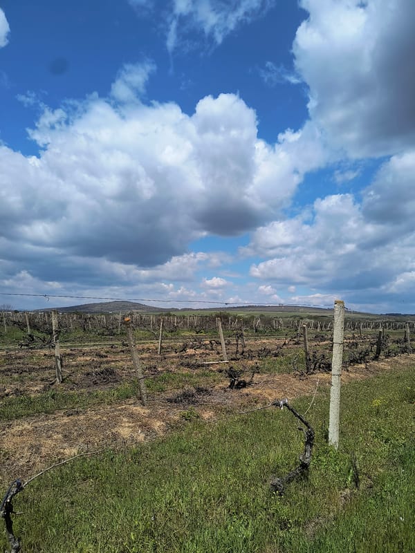 Spring vineyard maintenance observed in Madrino, Bulgaria