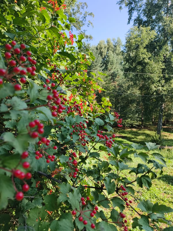 Red berries and artificial flowers along the Katun River