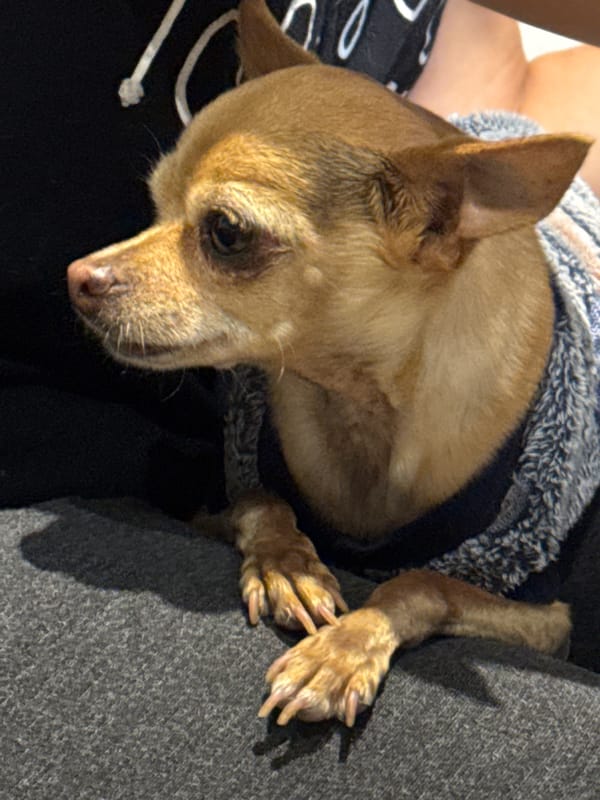 Chihuahua spotted resting and playing in Mexican home