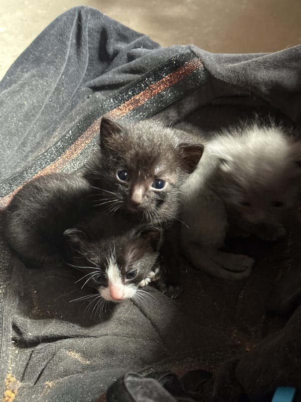 Three Newborn Kittens Found in Makeshift Nest in Poti