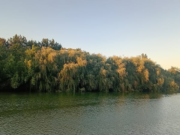 Quiet afternoon at a tree-lined lake in Shymkent