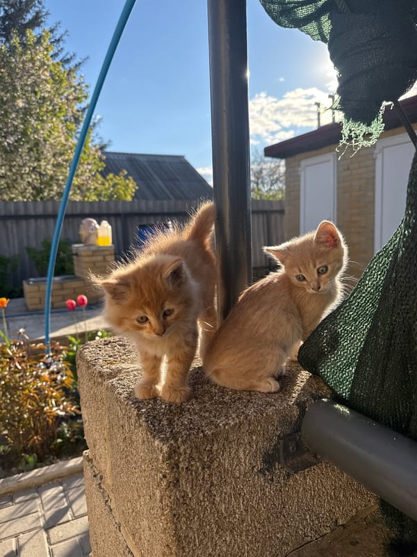 Orange kittens spotted on concrete surface in Makiivka
