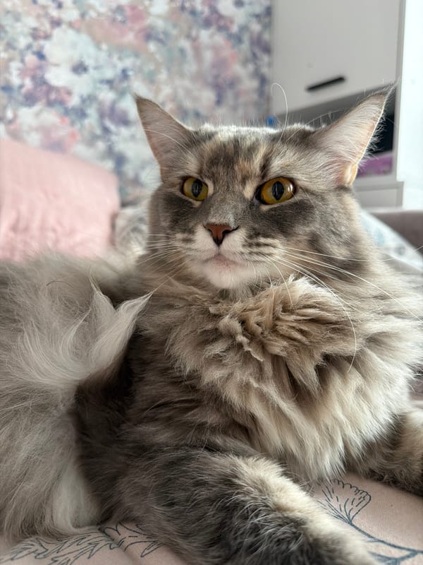 Gray tabby cat napping and loafing on pink floral bedding