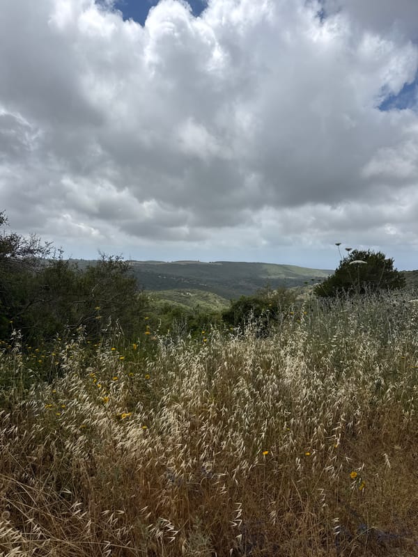 Nature walk with dog documented wildflowers in Nesher Israel