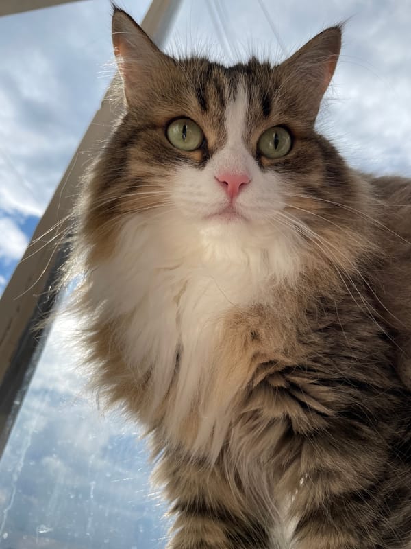 Lazy afternoon in Izhevsk: cats, portraits, and cloudy skies