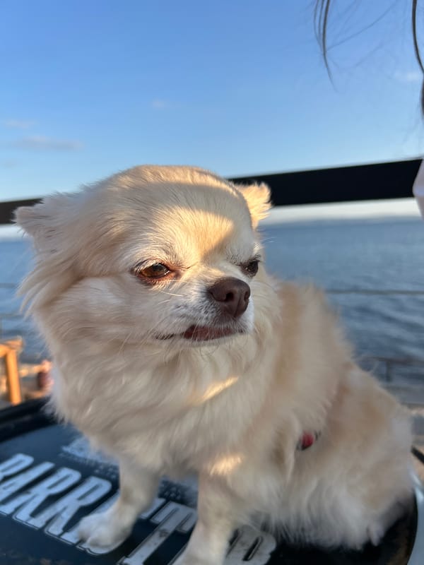 Sunny afternoon out at a Volga waterfront spot in Tolyatti