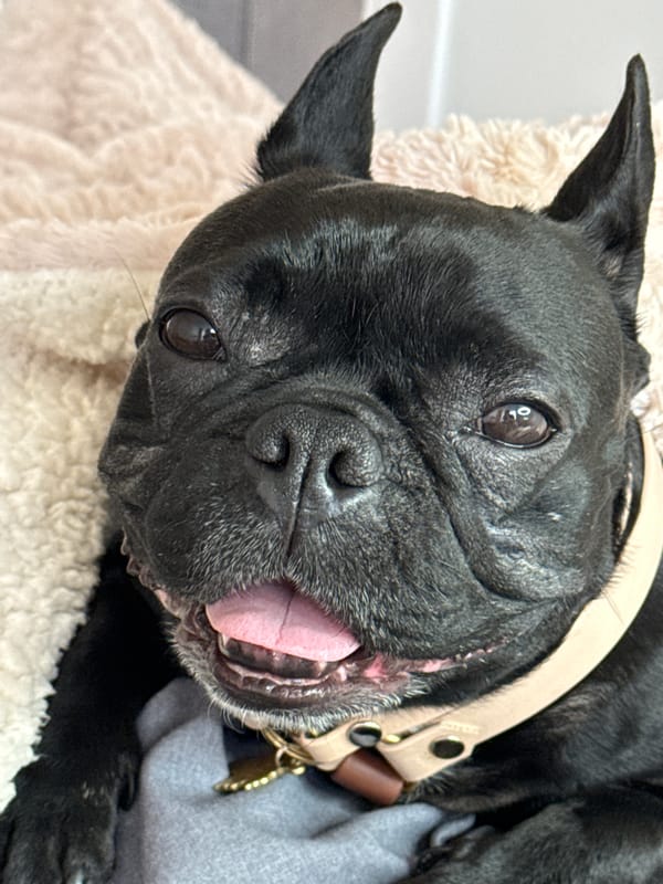French Bulldog's Afternoon Captured in Ramat Gan Home Videos
