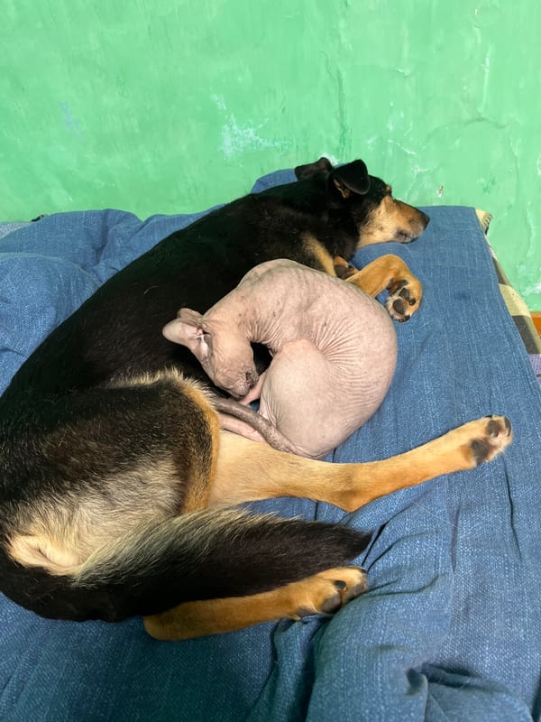 Dogs and hairless cat napping together in Russian home