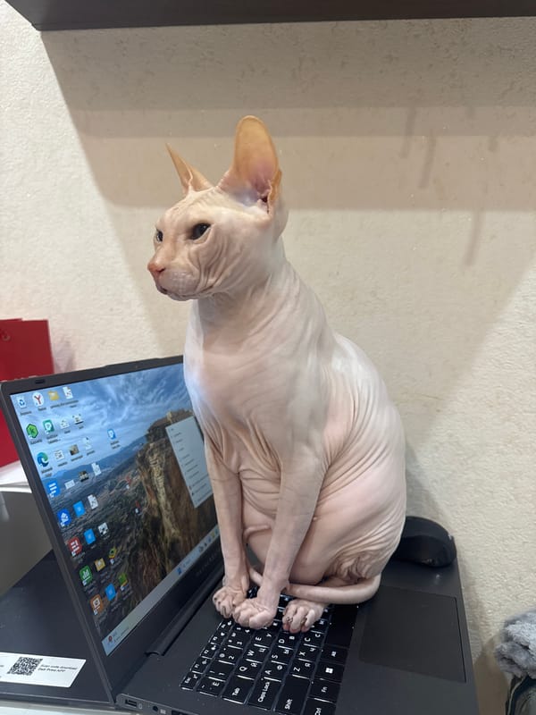 Hairless cat and fish preparation observed in Vesyoloye home