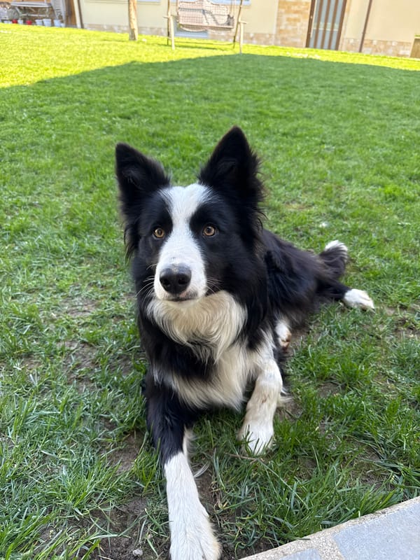Pets captured in quiet moments across Berkovitsa, Bulgaria