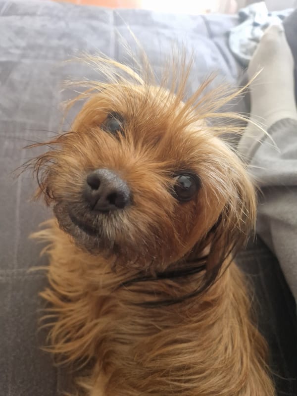 Scruffy dog plays fetch and lounges in a sunny Ingolstadt backyard