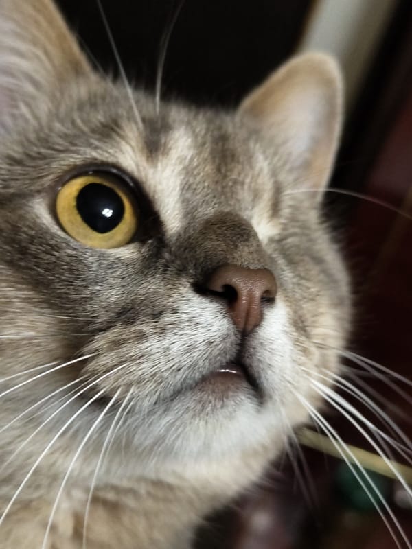 Close-up cat photographs captured across five-minute span