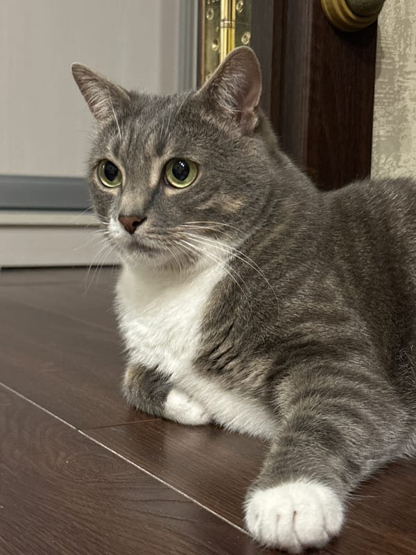 Grey tabby cat hanging out at home, multiple close-up shots