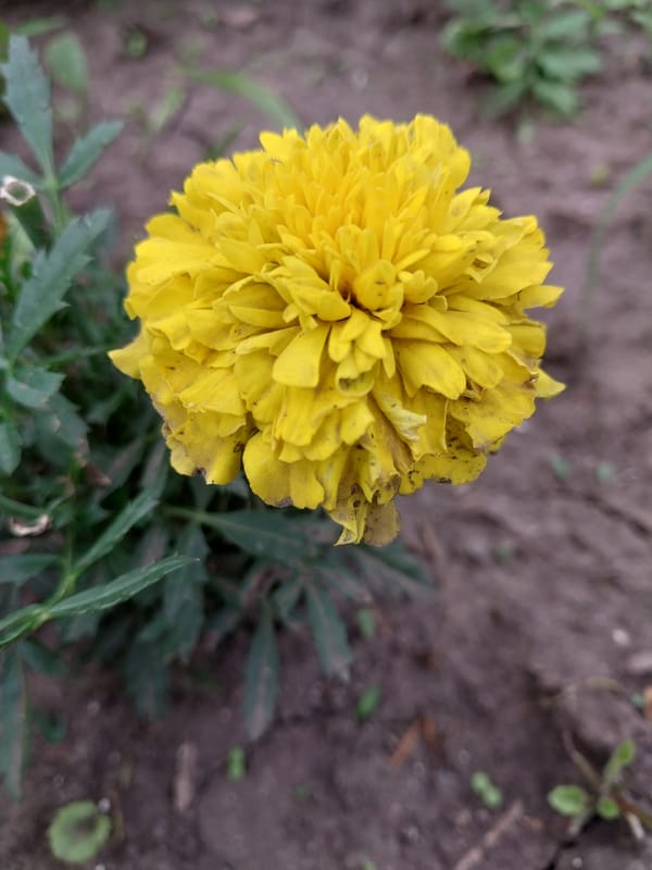 Morning flower gardens and street life in Dnipro