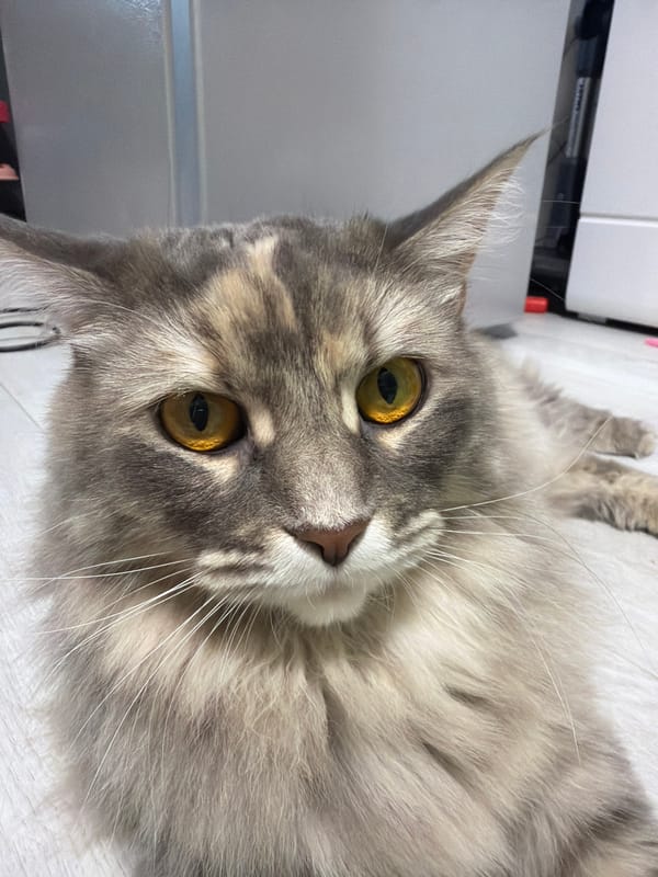 Grey and white cat lounging on a wooden floor, multiple angles