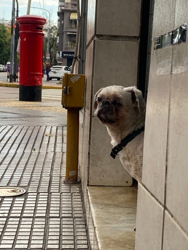 Small dog spotted near Buenos Aires subway station entrance