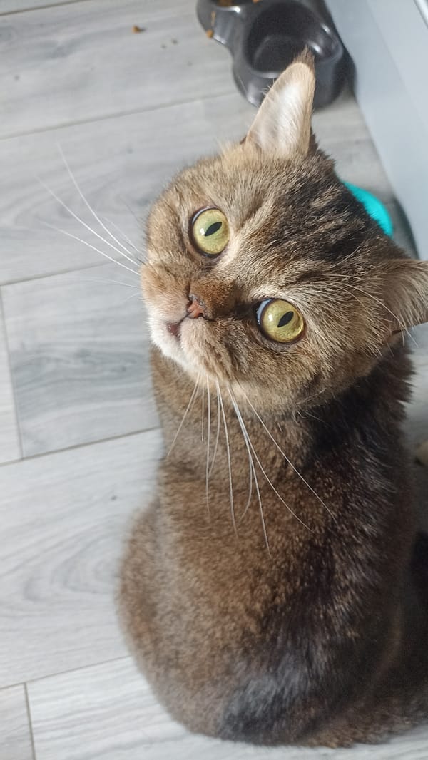 Brown tabby cat looks up from a grey wooden floor