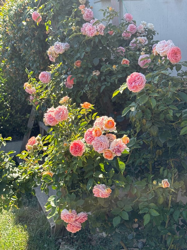 French Bulldogs and garden blooms on a sunny Italian afternoon