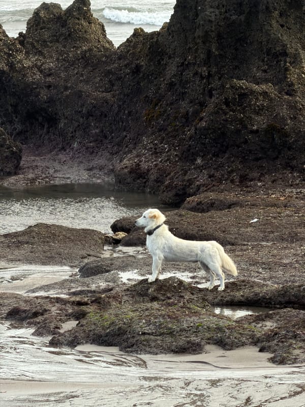 Overcast morning on Bali's North Kuta coast, dogs and all.