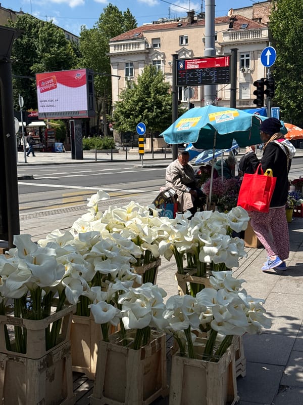 Calla lily vendor sets up street display in Belgrade