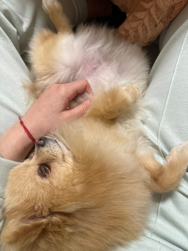 Golden Pomeranian rests on lap in Stara Zagora