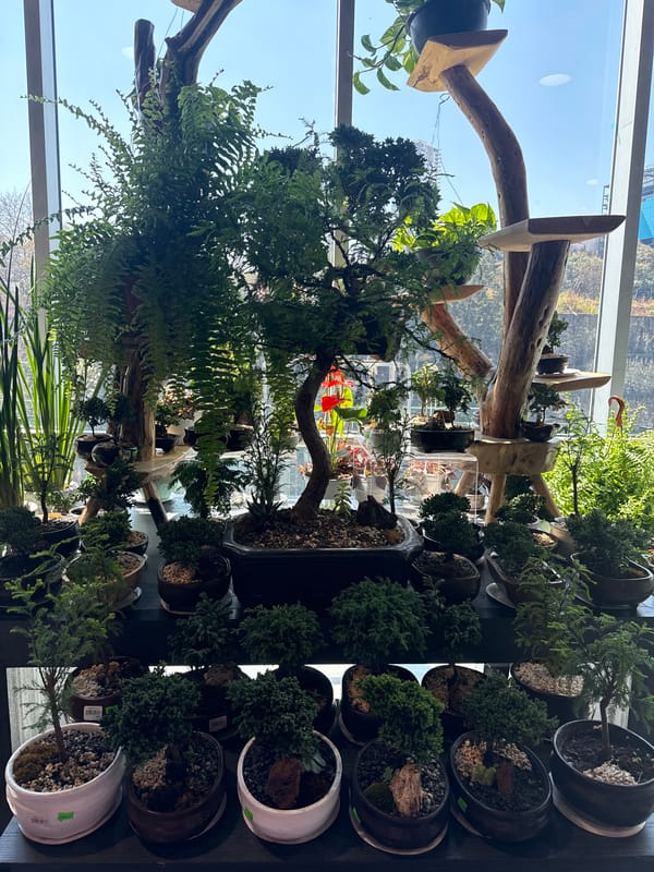 Indoor plant display spotted in Huixquilucan de Degollado