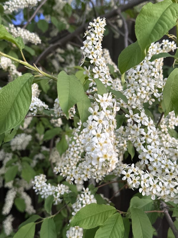 Spring gardening and flowering plants documented in Biysk, Russia