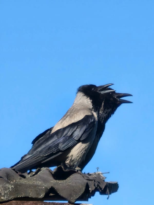 Hooded crows calling from an ornate perch in Klaipėda