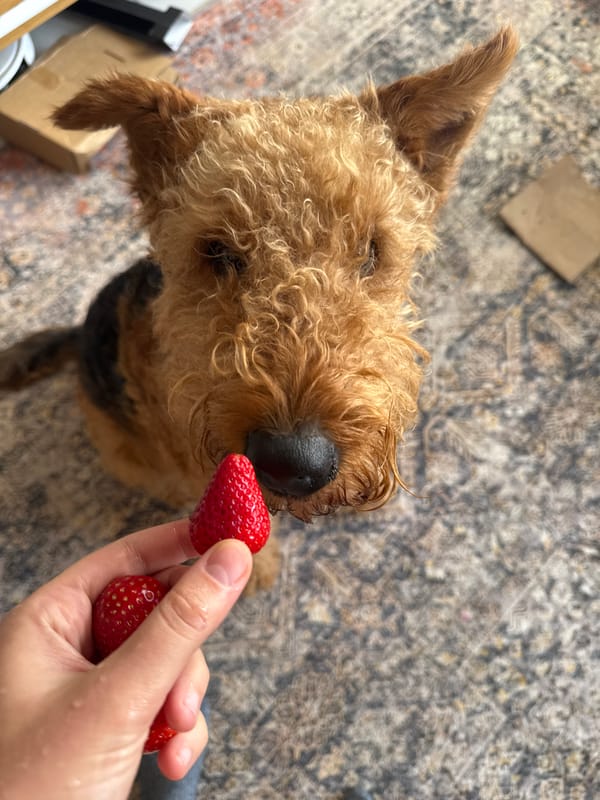 Dog enjoys strawberry treat from owner in Ramat Gan