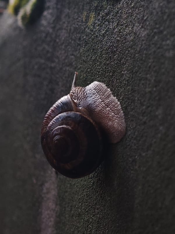 Snails out on wet surfaces during a rainy afternoon