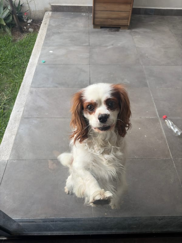 Quiet evening at home with dog in Cholula