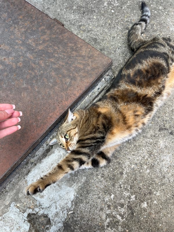 Afternoon hangout with a tabby cat in Ruse