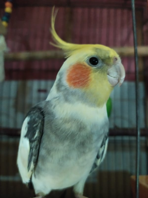 Cockatiels and budgies at home in Bilajari, Azerbaijan