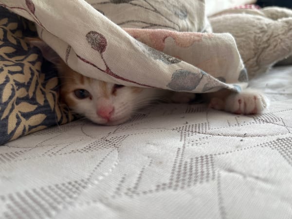 Orange and white kitten plays and lounges at home in Belarus