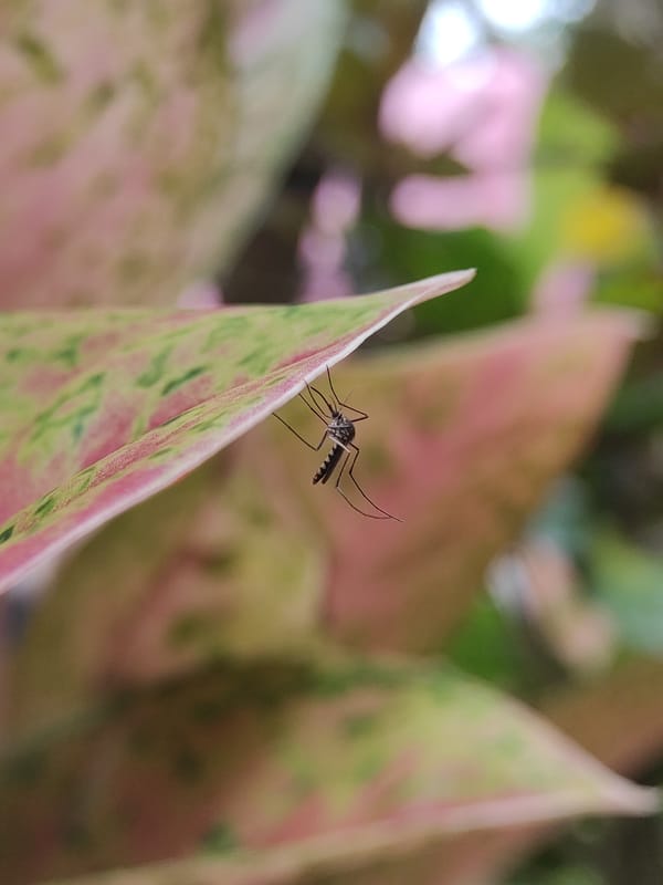 Nature photographer captures insects and flowers in Lhokseumawe