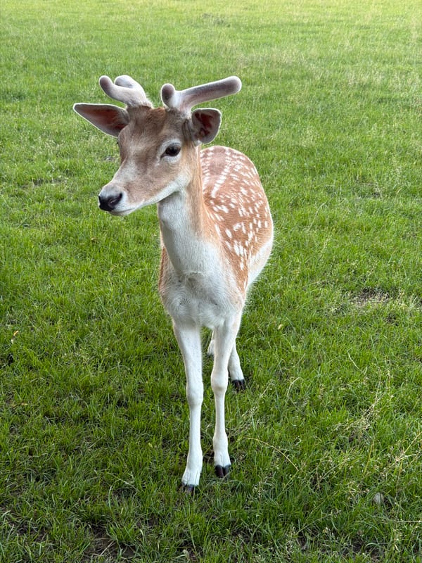 Fallow deer grazing in Pliening fields at sunset