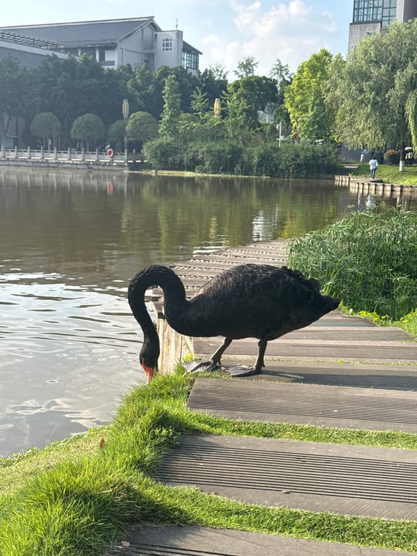Black swans spotted at tranquil Jiangjin lake boardwalk