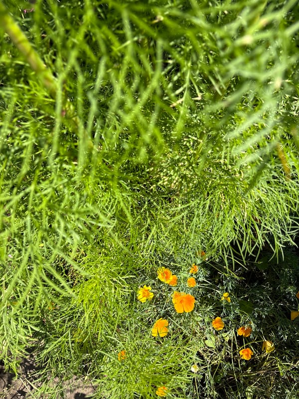 Summer garden in full bloom, Khukhryata