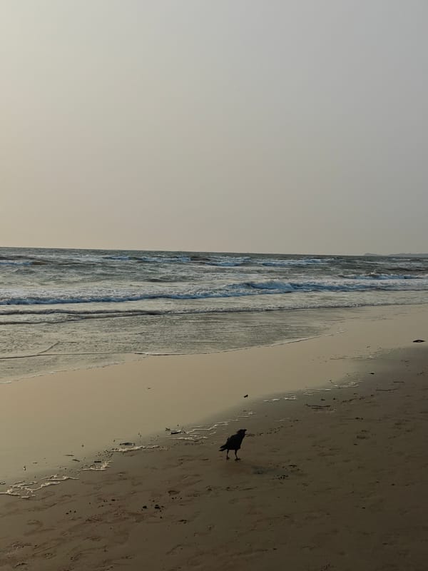 Crow spotted on wet sand at Arambol Beach