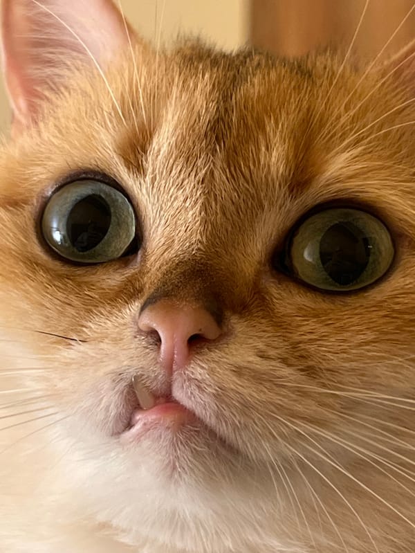 Cat receives dental care with enzymatic toothpaste in Montenegro